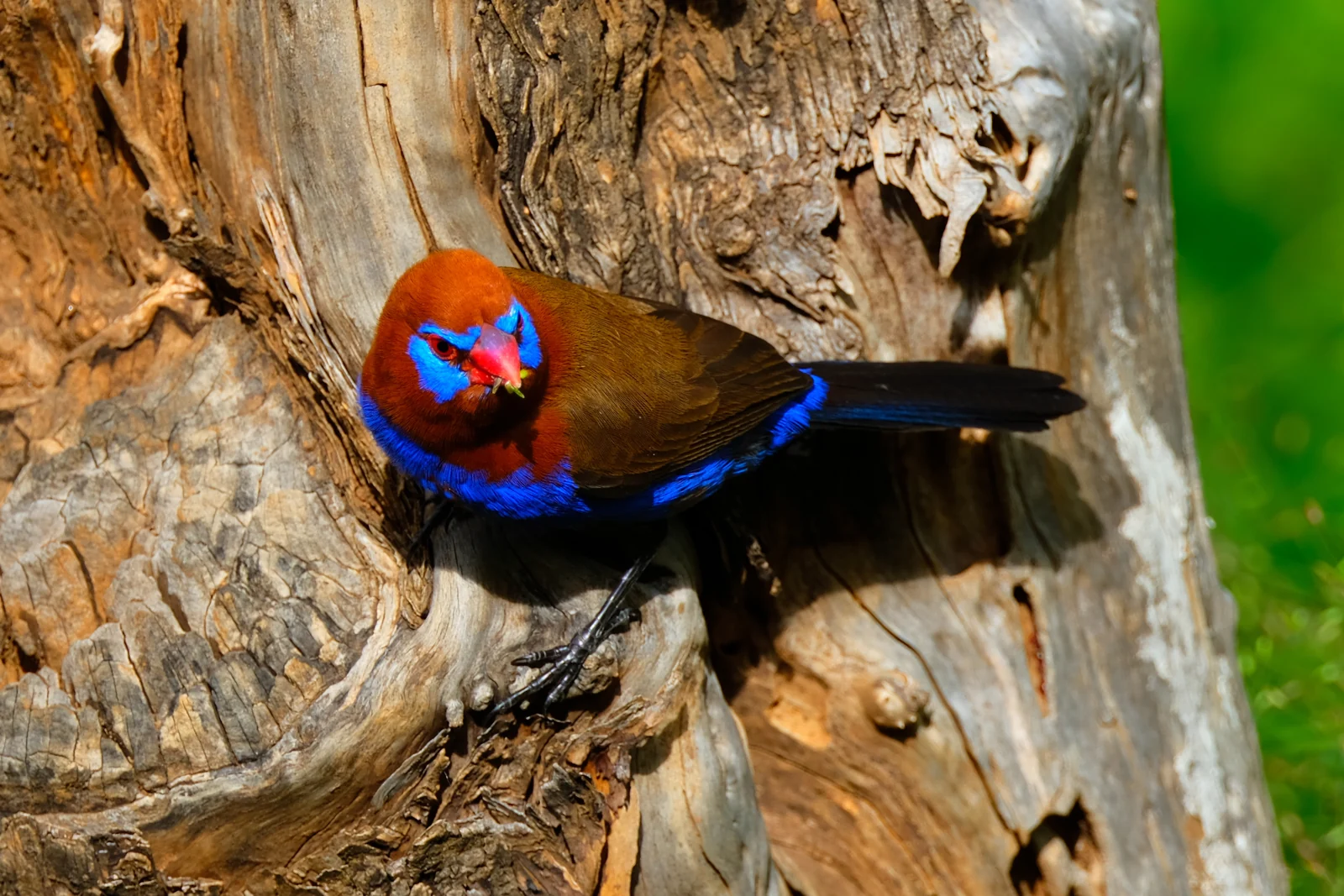 A male purple grenadier perched on a twig in Naboisho Conservancy