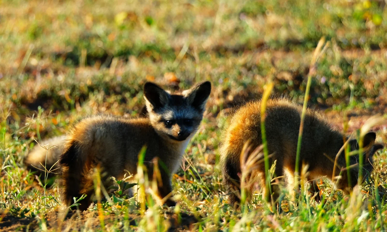 Juvenile bat-eared foxes outside their den in Naboisho Conservancy