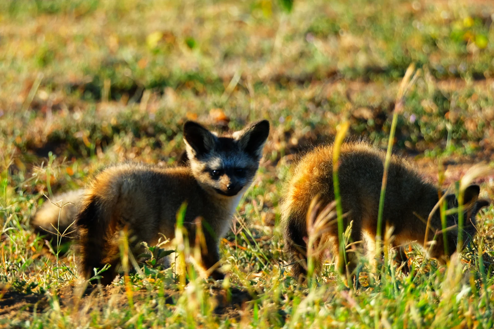 Juvenile bat-eared foxes outside their den in Naboisho Conservancy