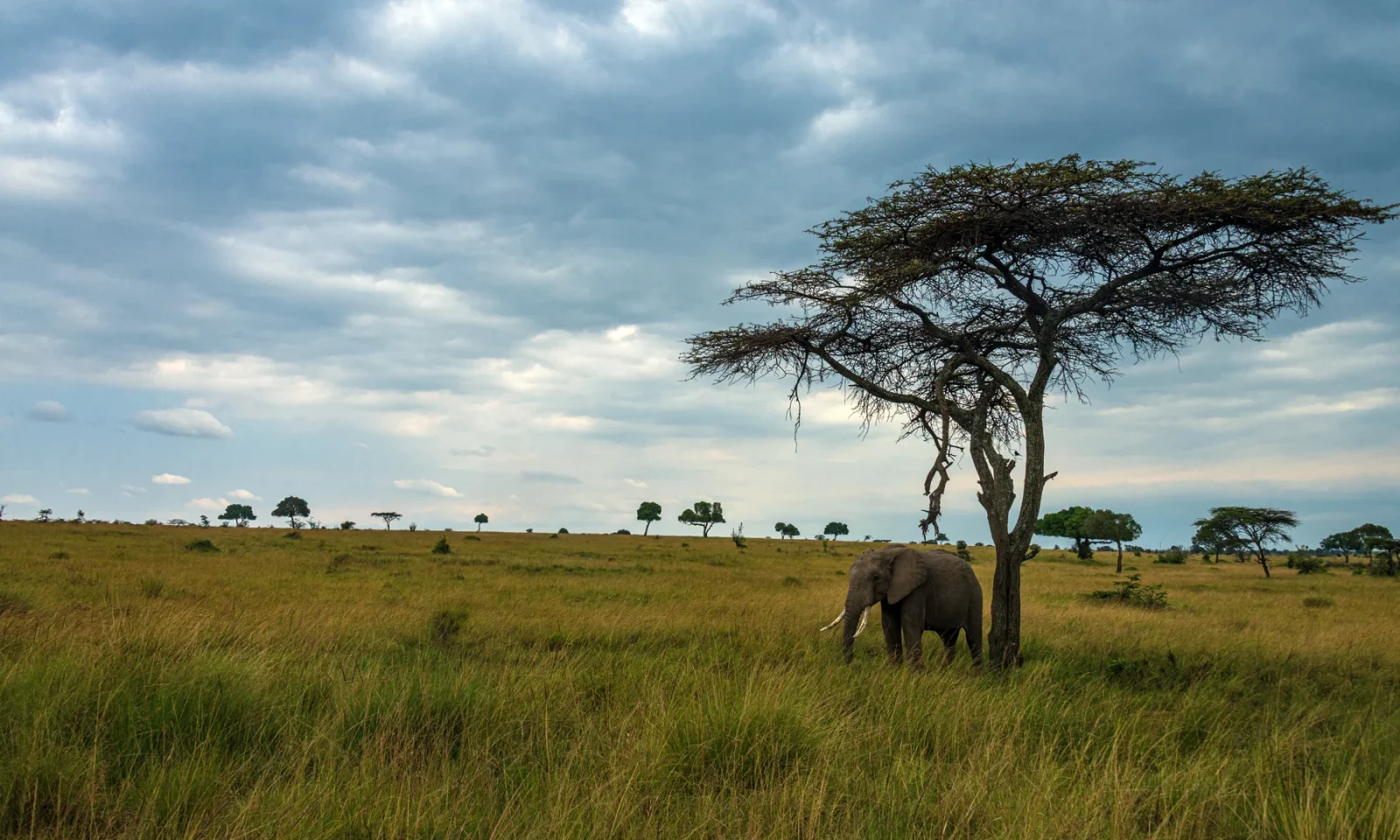 An elephant below an acacia tree in the open grassland of Mara North Conservancy