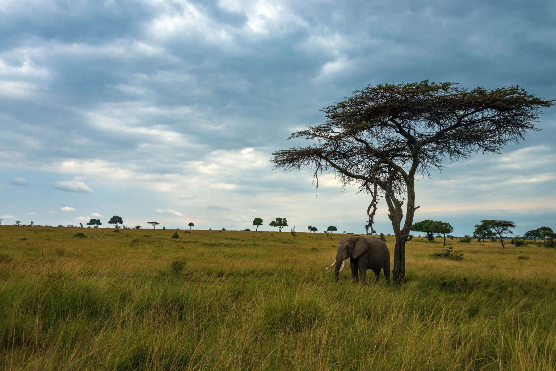 An elephant below an acacia tree in the open grassland of Mara North Conservancy