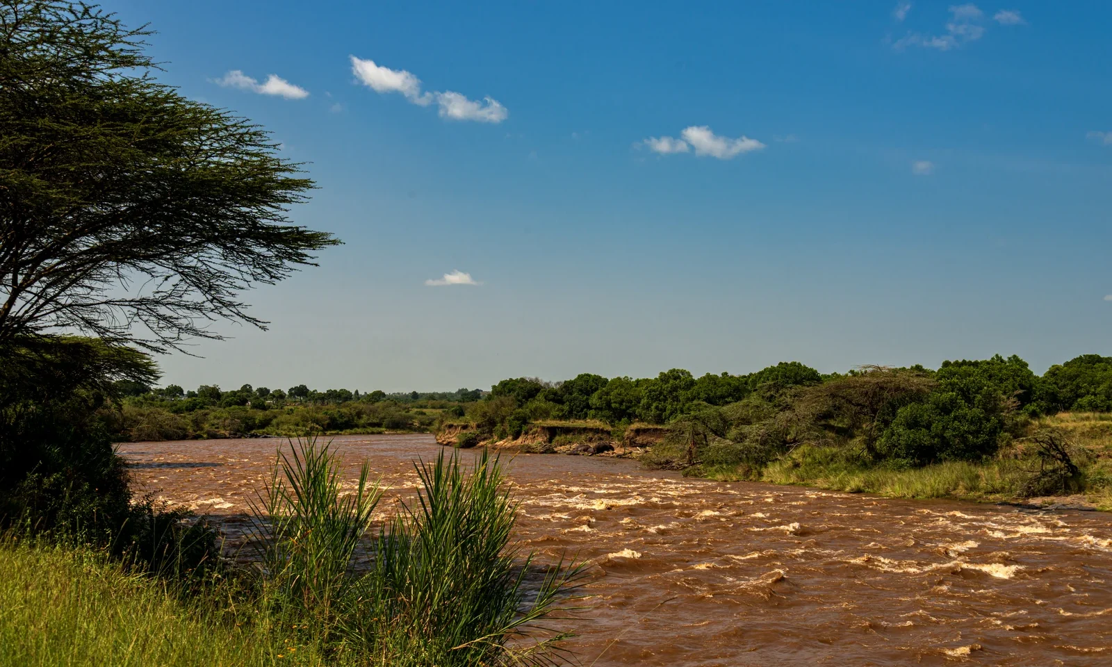 The brown Mara River with green riverbank trees and grasses at Karen Blixen Camp