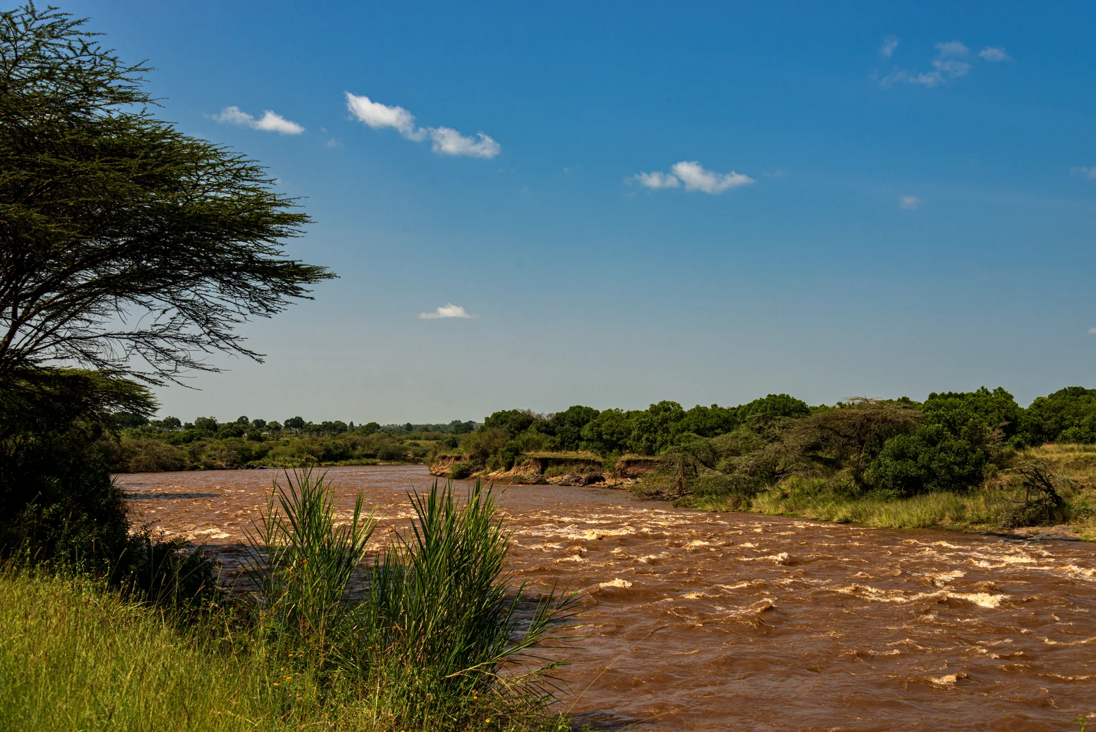 The brown Mara River with green riverbank trees and grasses at Karen Blixen Camp