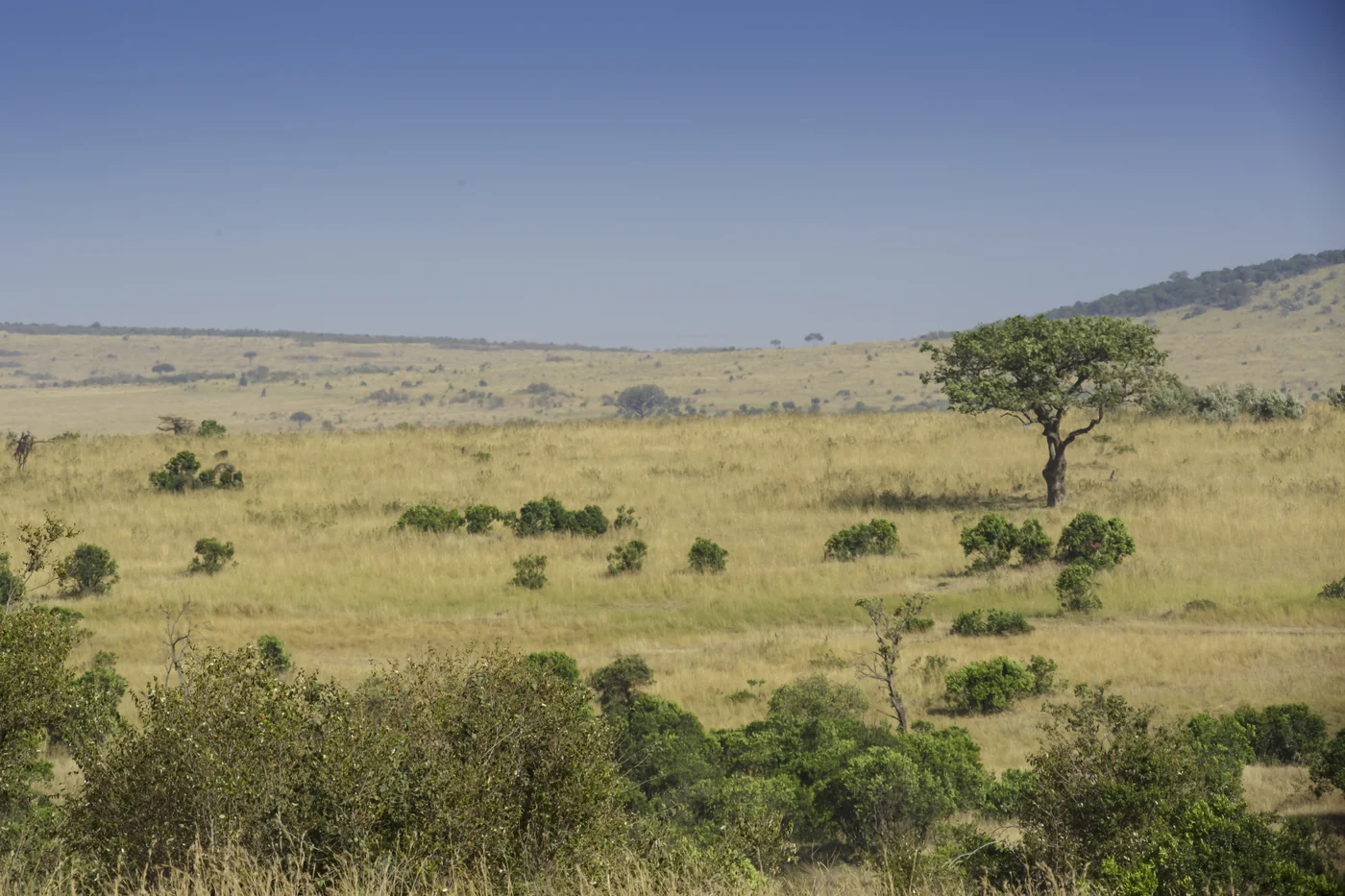 Open grass, scattered shrubs and a lone tree in Maasai Mara National Reserve