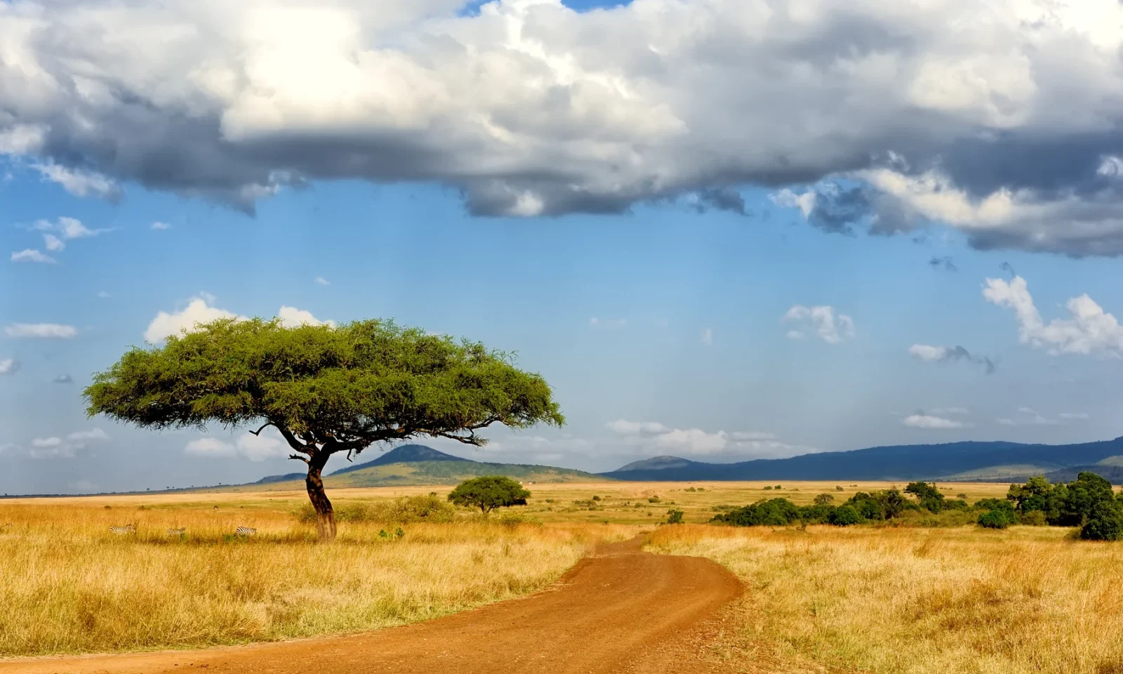A branching tree beside an earth track across the Maasai Mara grassland