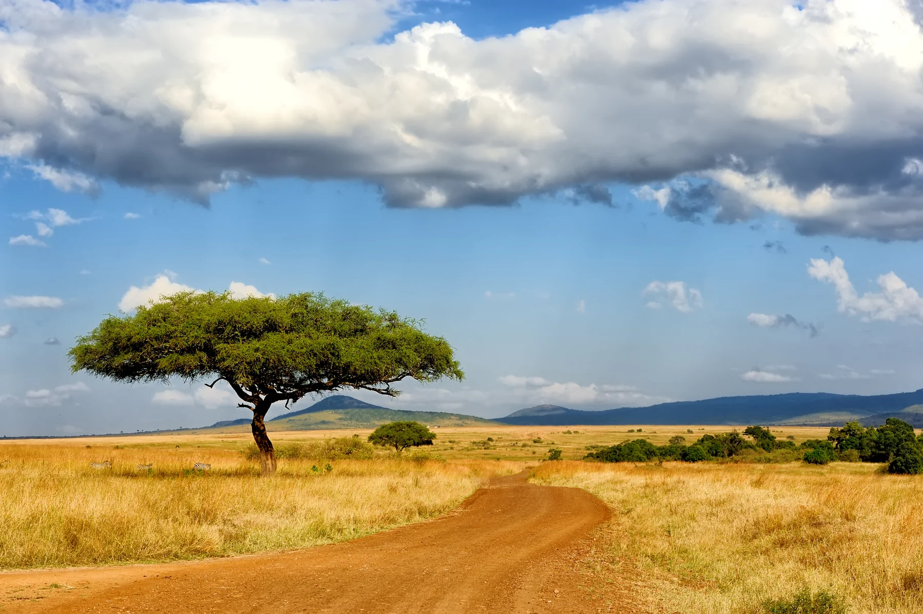 A branching tree beside an earth track across the Maasai Mara grassland